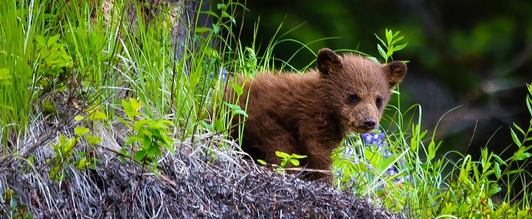 baby grizzly bear