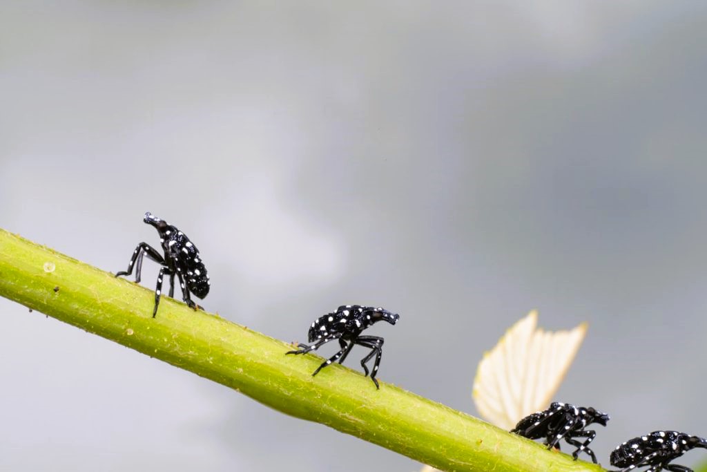 beetles on a branch